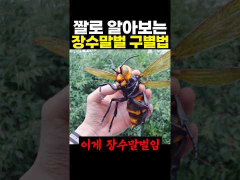 짤로 알아보는 '장수말벌' 구별법