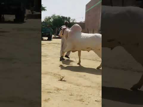 4 June 2025#Qurbani2025 #CowMandi2025 #BakraEid #AnimalsLovers #DesiBull #EidSpecial #FatehJangBulls