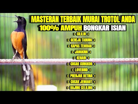 MURAI BATU GACOR BONGKAR ISIAN LENGKAP AMPUH BUAT MASTERAN