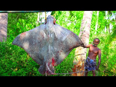 200 pounds MONSTER TIGER STINGRAY FISH RECIPE | கடல் அரக்கன் |Village Traditional food |Grandpa Show