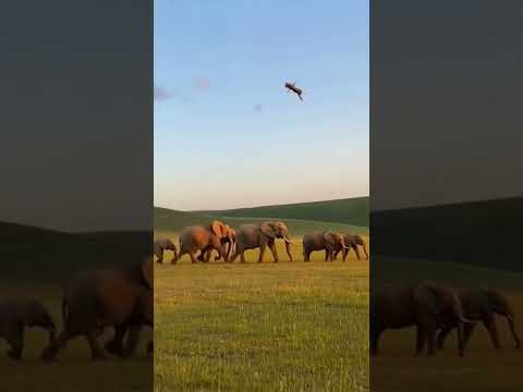 Buffalo Back-Kicks an Attacking Wolf and Sends It FLYING—Instant KO!ㅣ덤비는 늑대를 버팔로가 뒷발로 차서 날려버림ㄷㄷ