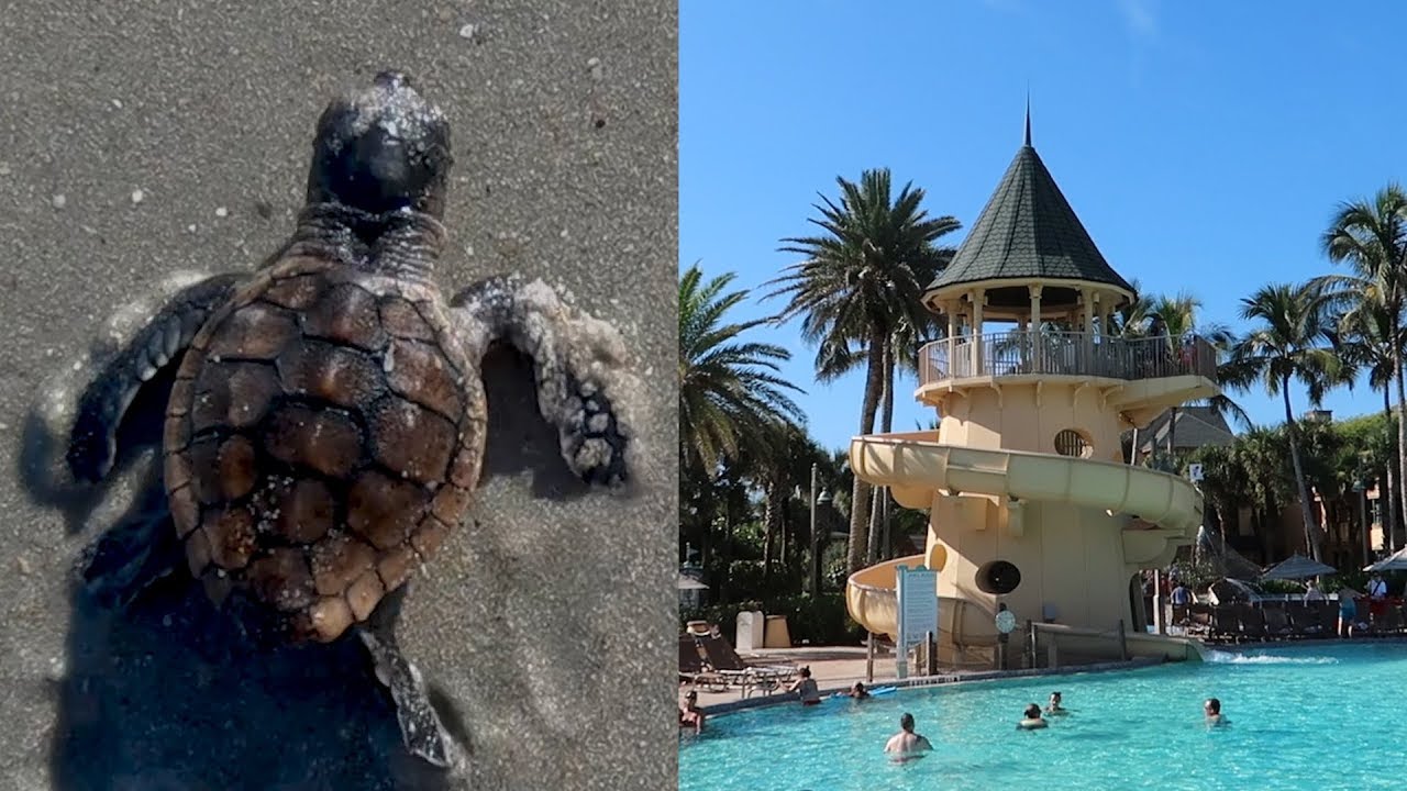 Releasing Turtles Back Into The Ocean & A Detailed Tour At Disney's Vero Beach Resort! The Tim Tracker