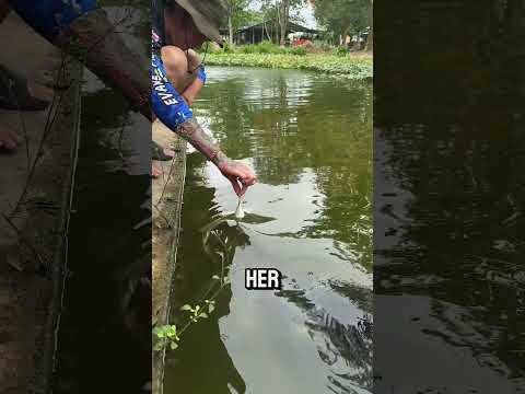 Arapima: Saniyeler İçinde Avını Yok Eden Canavar! 😱🐟