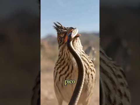 el correcaminos de las caricaturas no es tan noble en la vida real? #viral #aves #reels #birds