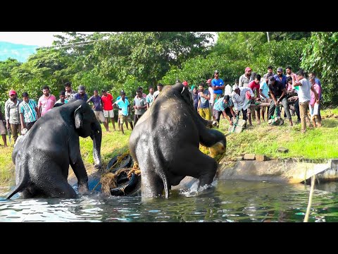 A mother elephant and her calf narrowly escaped a dangerous trap in the deadly Canal