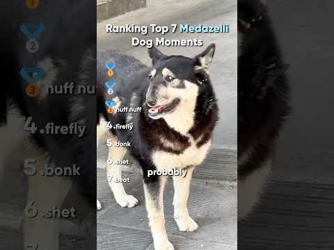 Top 7 Medazelli Dog Moments