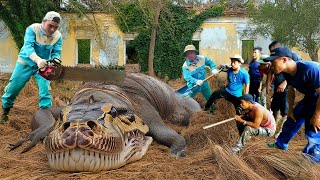 Cobra Hunters Shocked by Pregnant Giant Python Monster Hidingin Abandoned Hospital - Will It Attack?