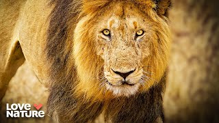 Big Cats of Africa: Lions, Leopards, and Cheetahs in Action | Wildlife Icons 101+102