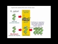 Natural Selection and Evolution Concepts