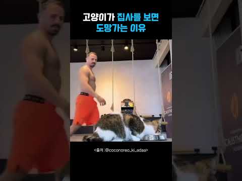 집사를 보면 도망가는 이유