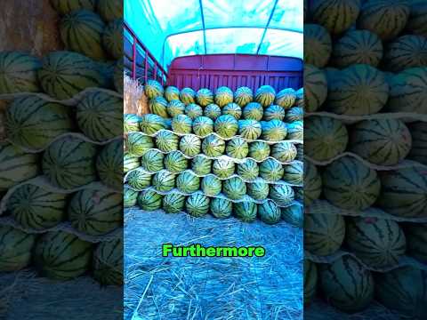 People Put A Stone On Top Of Watermelons#food #deliciious
