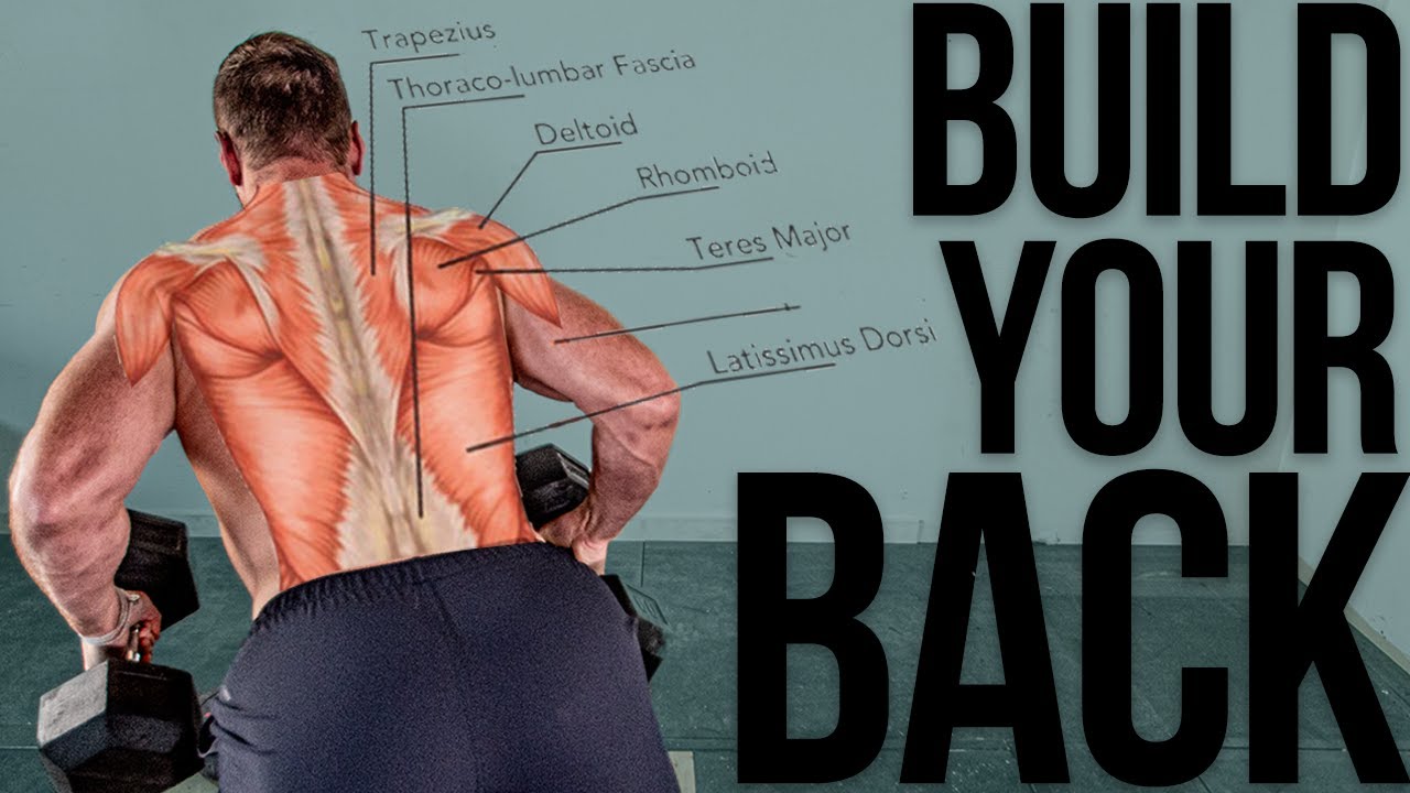 Level 3 (59) Exercise and Fitness Knowledge: Upper back muscles