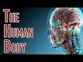 Exploring the Human Body Systems and Their Functions