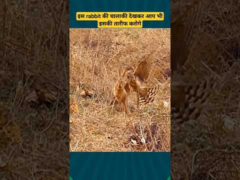 Smartest rabbit || इसकी चालाकी देखकर तारीफ करोगे #shorts #viral #shortsfeed