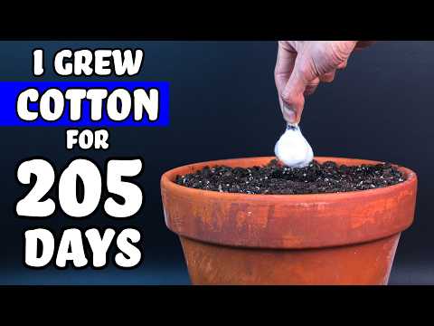 COTTON Plant Growth Time Lapse: Seed to Boll (205 Days)