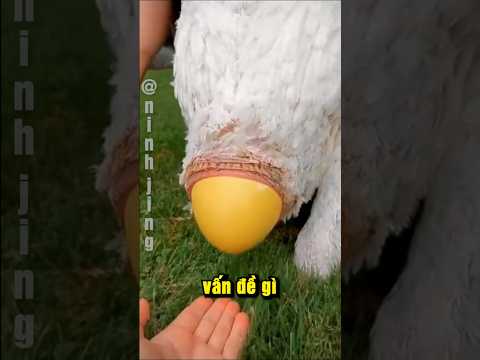 Trứng đà điểu được đẻ như thế nào