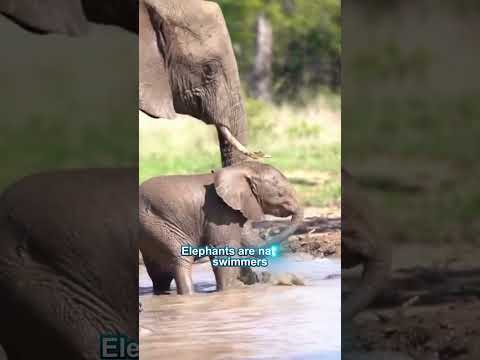 Fascinating Facts about Baby Elephants MOST don't know about in 60secs.