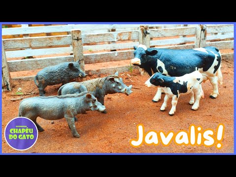 Javalis Atacam a Vaca do Terneiro! Será Que Ela Consegue Escapar?