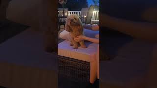 Prince waving Hello