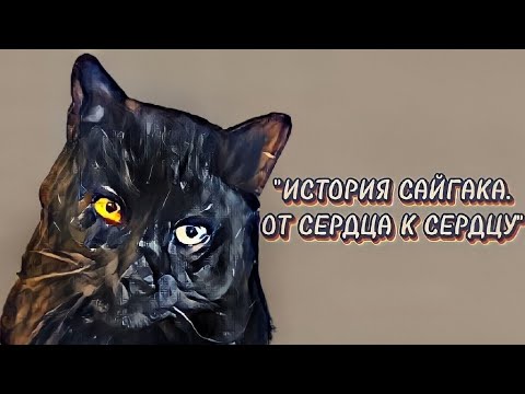 Фильм сайгак спасение бездомного кота