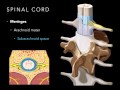 Functions and Structures of the Meninges
