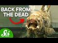 Unique Features of Extinct and Living Species