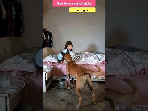Responsible dog and human love ?? #voicereaction #englishvideos #usa #america