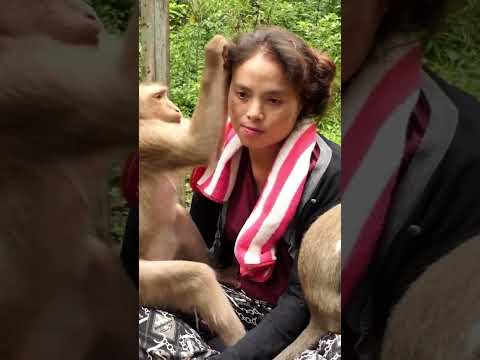 Live: Adorable Baby monkey with Mom KT 02-16-25