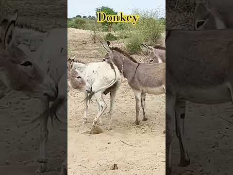 Donkey tharparkar desert thar donkey drinking milk #animals #animalshorts