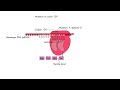 Mutations and Their Effects on Proteins
