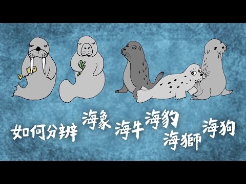 史上最可愛動畫 分辨海獅、海豹、海象、海牛 - YouTube(50秒)