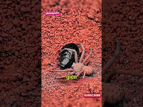 Bí Ẩn Nhện Lạc Đà: Kẻ Săn Ngầm Đáng Sợ Ẩn Mình Dưới Lòng 🤟