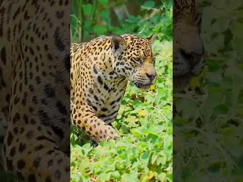 Jaguar vs Cocodrilo ¿Quién Ganará en esta Batalla Épica 🐆🐊🔥 #naturaleza #Jaguar #VidaSalvaje #viral