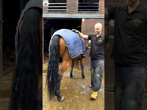 Satisfying hoof trim #satisfying #oddlysatisfying #asmr #farrier #horse