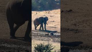 Elephant Meets Warthogs