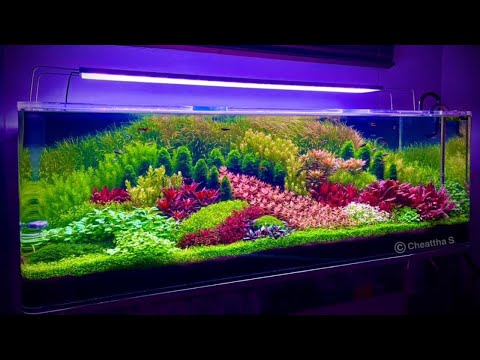 Most Beautiful Fish Tank Aquatic Masterpieces - Top 8 Amazing Aquarium