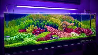 Most Beautiful Fish Tank Aquatic Masterpieces - Top 8 Amazing Aquarium