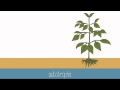 Exploring the Basics of Photosynthesis