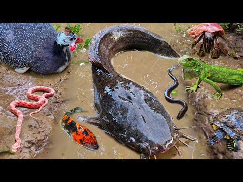 Petualangan menangkap ikan lele monster dalam lubang ada ikan gabus, ikan hias, belut, kura kura