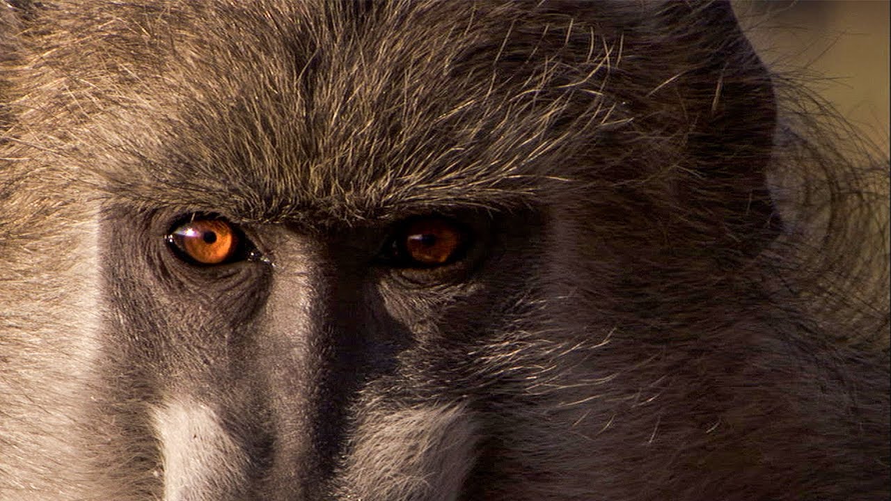Baboon Parenting Wild Files with Maddie Moate BBC Earth