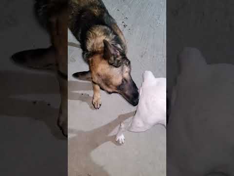 #germanshepherd #puppy #animals #subscribe #viralvideo #beautiful #cute #shorts