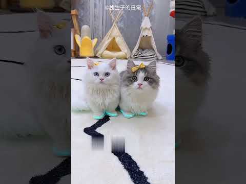 Cats vs Laser ๐ณ๐ฑ | Funny Story