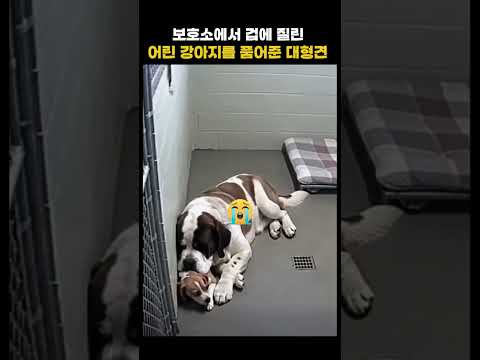 보호소 CCTV속 대형견이 보여준 행동..#강아지