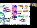 Exploring DNA Structure and Replication