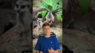 Send and request cash in Messages. Tip from Eden at the Apple Store. #Shorts