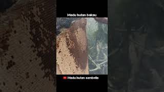 Sarang lebah tua #shorts