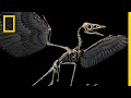 Evolution of Birds from Dinosaurs
