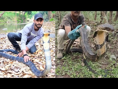 King Cobra हर ek snake rescuer का सपना होता है कि वह अपने जीवन में एक बार King Cobra को rescue करें