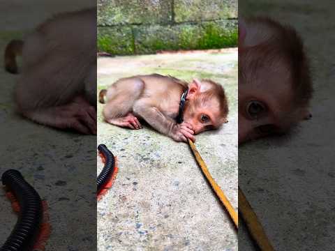 Wait for it... the monkey’s JUMP is so funny when the bug creeps in! 😂😲 #shorts #millipede #monkey