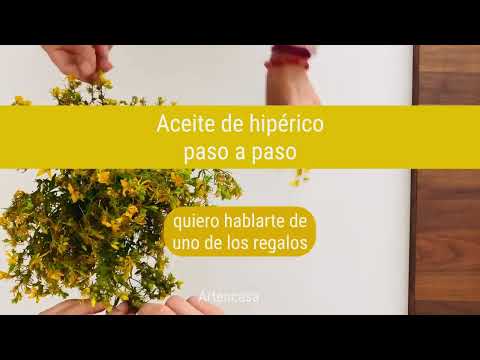 Cómo hacer aceite de Hipérico #Remedioscaseros Aceite de hierba de san juan paso a paso